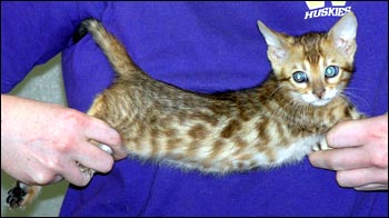 Spotted Bengal Female Kitten at 7  weeks old - gorgeous face and pattern, silky short pelt, and loads of glitter!