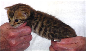 Spotted Bengal Female Kitten at 7  weeks old - look at her glitter, contrast, rosettes and type!