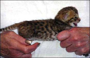 Spotted Bengal Male Kitten at 3  weeks old - gorgeous face and pattern, silky short pelt, and loads of glitter!