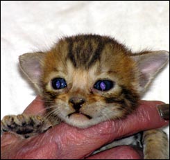 Brown Spotted and Rosetted Bengal Male with glitter and beautiful contrast!