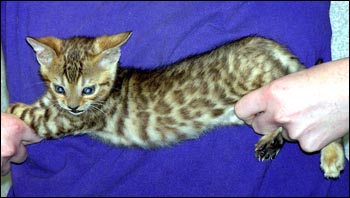 Spotted Bengal Male Kitten at 7 weeks old - he has big spots and tons of promise!