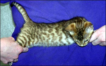 Spotted Bengal Male Kitten at 7 weeks old - gorgeous face and pattern, silky short pelt, and loads of glitter!