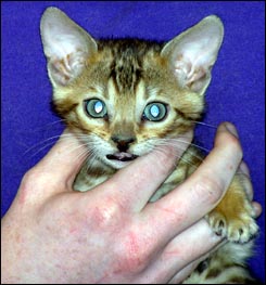 Spotted Bengal Male Kitten at 7 weeks old - look at his glitter, contrast, rosettes and type!