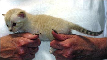 Spotted Bengal Male Kitten at 3 weeks old - he has big spots and tons of promise!