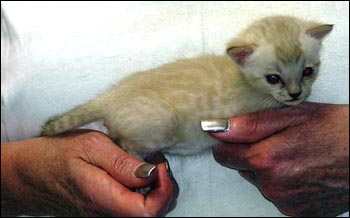 Spotted Bengal Male Kitten at 3 weeks old - gorgeous face and pattern, silky short pelt, and loads of glitter!