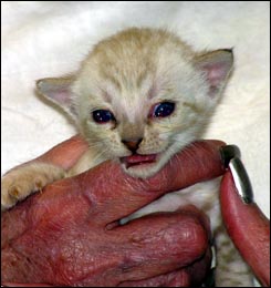 Spotted Bengal Male Kitten at 3 weeks old - look at his glitter, contrast, rosettes and type!