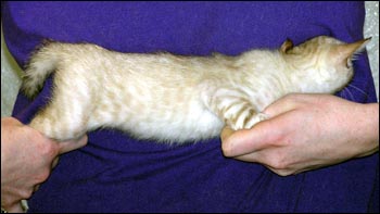 Spotted Bengal Male Kitten at 7 weeks old - gorgeous face and pattern, silky short pelt, and loads of glitter!