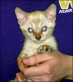 Spotted Bengal Male Kitten at 7 weeks old - look at his glitter, contrast, rosettes and type!