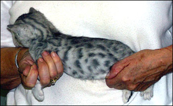 Dark Silver Spotted Bengal Male Kitten at 4 weeks old!