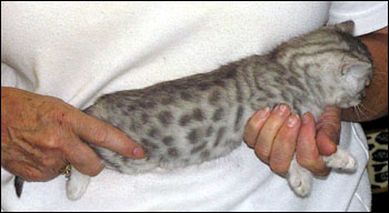 Dark Silver Spotted Bengal Male Kitten at 4 weeks old!