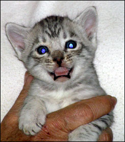 Dark Silver Spotted Bengal Male Kitten at 4 weeks old!