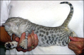 Silver Spotted Bengal Male Kitten at 2 weeks old!