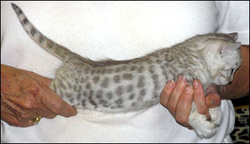 Silver Spotted Bengal Male Kitten at 2 weeks old!