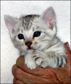 Silver Spotted Bengal Male Kitten at 2 weeks old!