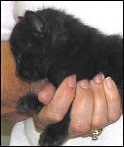 Melanistic Spotted Bengal Male Kitten at 4 weeks old!