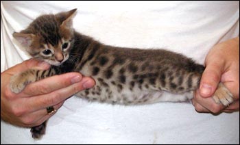 spotted tabby bengal