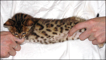 Brown Spotted Bengal Female Kitten at 4 weeks old!