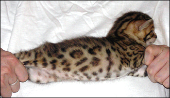 Brown Spotted Bengal Female Kitten at 4 weeks old!