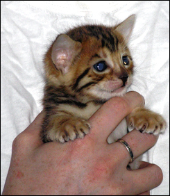 Brown Spotted Bengal Female Kitten at 4 weeks old!