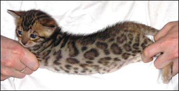 Brown Spotted Bengal Male Kitten at 4 weeks old!