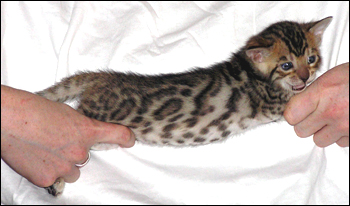 Brown Spotted Bengal male Kitten at 4 weeks old!