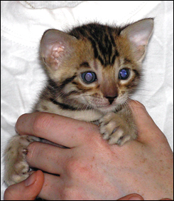 Brown Spotted Bengal Male Kitten at 4 weeks old!