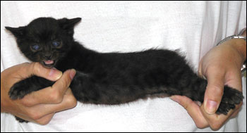 Wild Type and Spots - Melanistic Spotted Bengal Female Kitten at 4 weeks old, with a very clear coat, random dark spots, and a light, glittered background!
