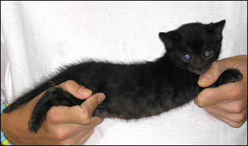 Great Head and Profile - Melanistic Spotted Bengal Female Kitten at 4 weeks old has rosettes, glitter, pelt, and random spots!