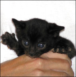Melanistic Spotted Bengal Female Kitten at 4 weeks old!