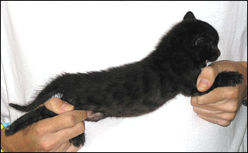 Great Head and Profile - Melanistic Spotted Bengal Female Kitten at 4 weeks old has rosettes, glitter, pelt, and random spots!