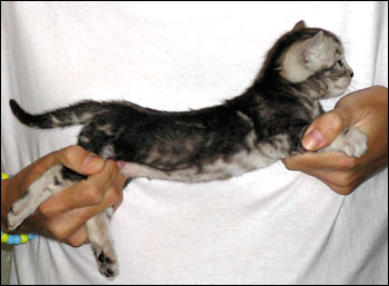 Great Head and Profile - Silver Marble Female Bengal Kitten at 4 weeks old has rosettes, glitter, pelt, and black markings!