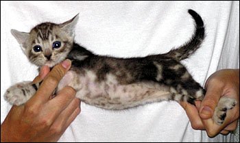 Wild Type and Spots - Silver Marble Bengal Male Kitten at 4 weeks old, with a very clear coat, random dark markings, and a crisp light, glittered background!