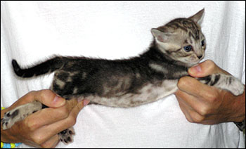 Great Head and Profile - Silver Marble Male Bengal Kitten at 4 weeks old has rosettes, glitter, pelt, and black markings!