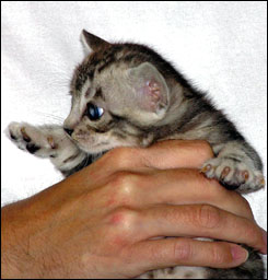 Silver Marble Bengal Male Kitten at 4 weeks old!