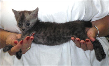 Spotted Savannah Female Kitten at 4 weeks old!