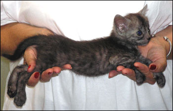 Spotted Savannah Female Kitten at 4 weeks old!