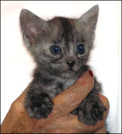 Black Smoke Spotted Savannah Female Kitten at 4 weeks old!