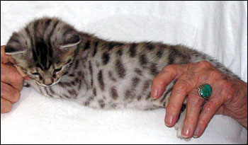 Spotted F3 Savannah Female Kitten at 4 weeks old!