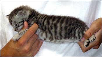 Silver Spotted Savannah Male Kitten at 4 weeks old!