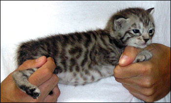 Silver Spotted Savannah Male Kitten at 4 weeks old!