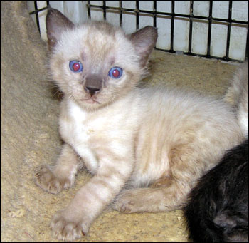 Our adorable blue lynxpoint snow spotted Bengal male at 4 weeks old!