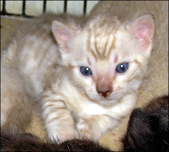 Our stunning seal mink snow spotted Bengal male at 4 weeks old!