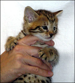 Spotted Savannah Female Kitten at 5 weeks old!