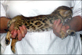 Brown Spotted Bengal Female Kitten at 6 weeks old!