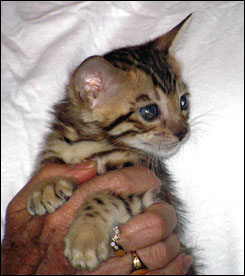 Brown Spotted Leopard Bengal Male!