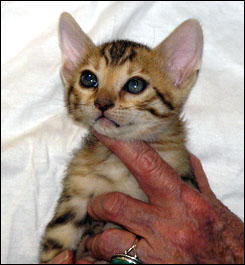 Cute rosetted Bengal female with lots of spunk and beautiful markings at 6 weeks old!