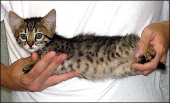 Wild Type and Spots - Spotted Savannah Male Kitten with serval coloring at 7 weeks old!