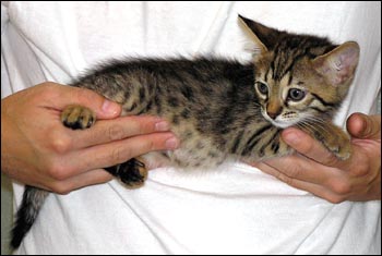 Great Head and Profile - Dark Golden Spotted Savannah Male Kitten with serval colored black spots at 7 weeks old!