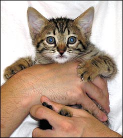 Spotted Savannah Male Kitten at 7 weeks old!