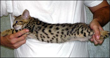 Wild Type and Spots - Spotted Savannah Male Kitten with golden serval coloring at 7 weeks old!